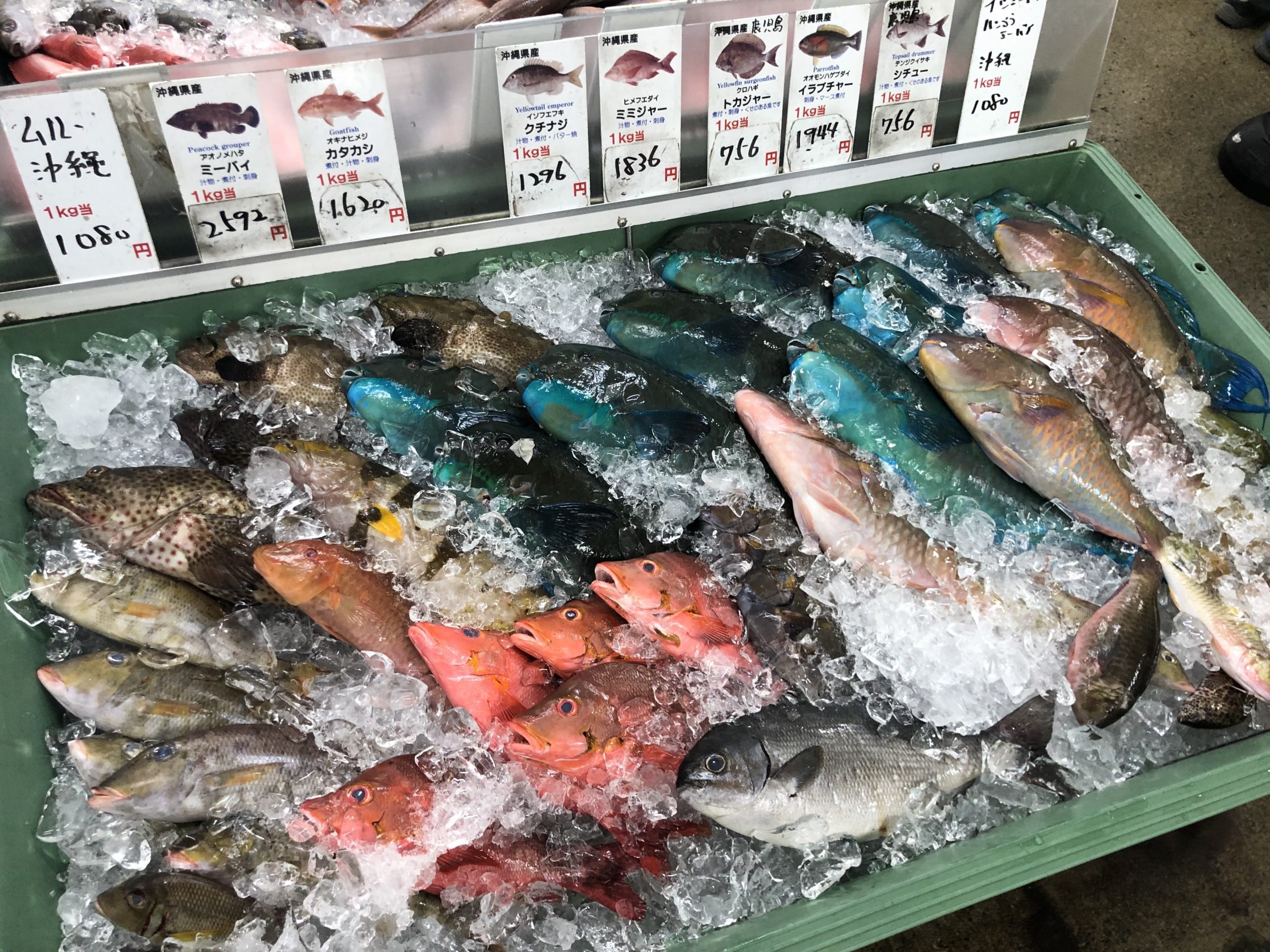 沖縄の魚の画像