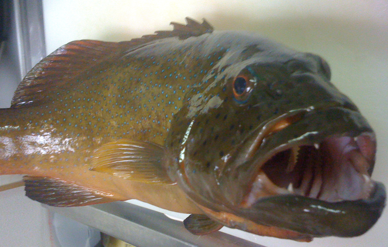 沖縄三大高級魚アカジンの画像