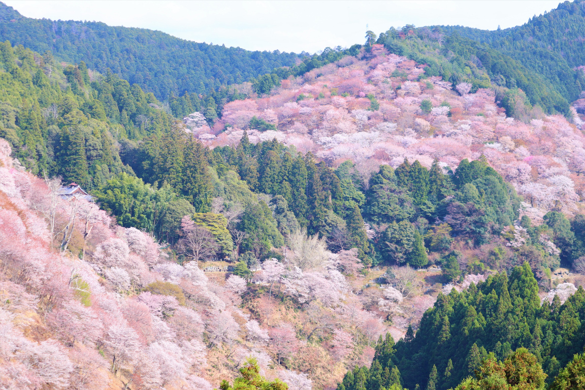 奈良吉野の桜の画像