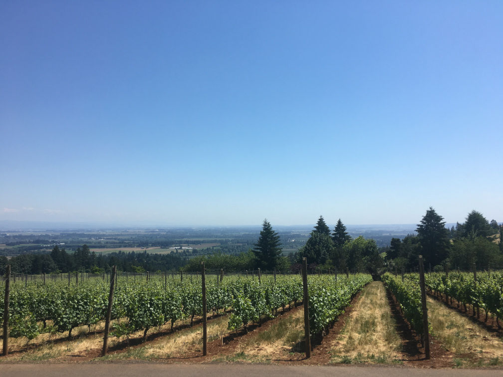 オレゴンのワインの葡萄畑の画像